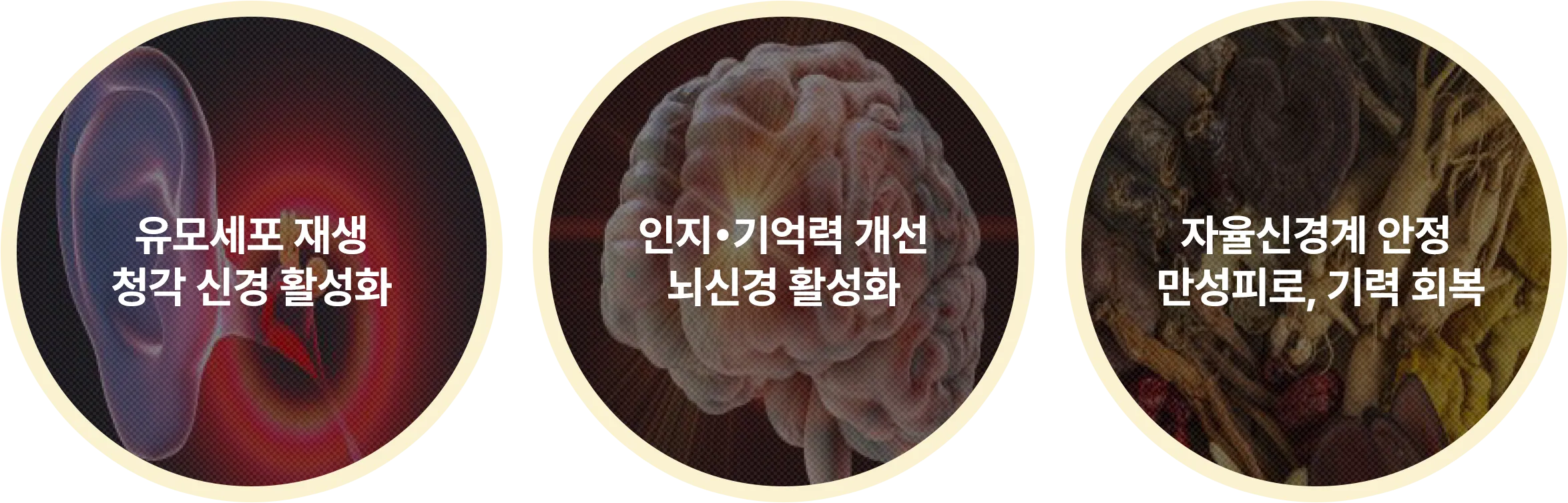활청단 설명 그림 — 귀, 뇌, 한약재 사진